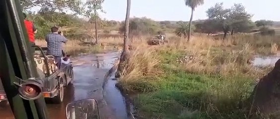 रणथम्भौर में जल्द ही फिर शुरू हो सकती है शिफ्टिंग की कवायद