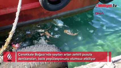 Çanakkale Boğazı'nda zehirli tehlike! Pusula denizanası