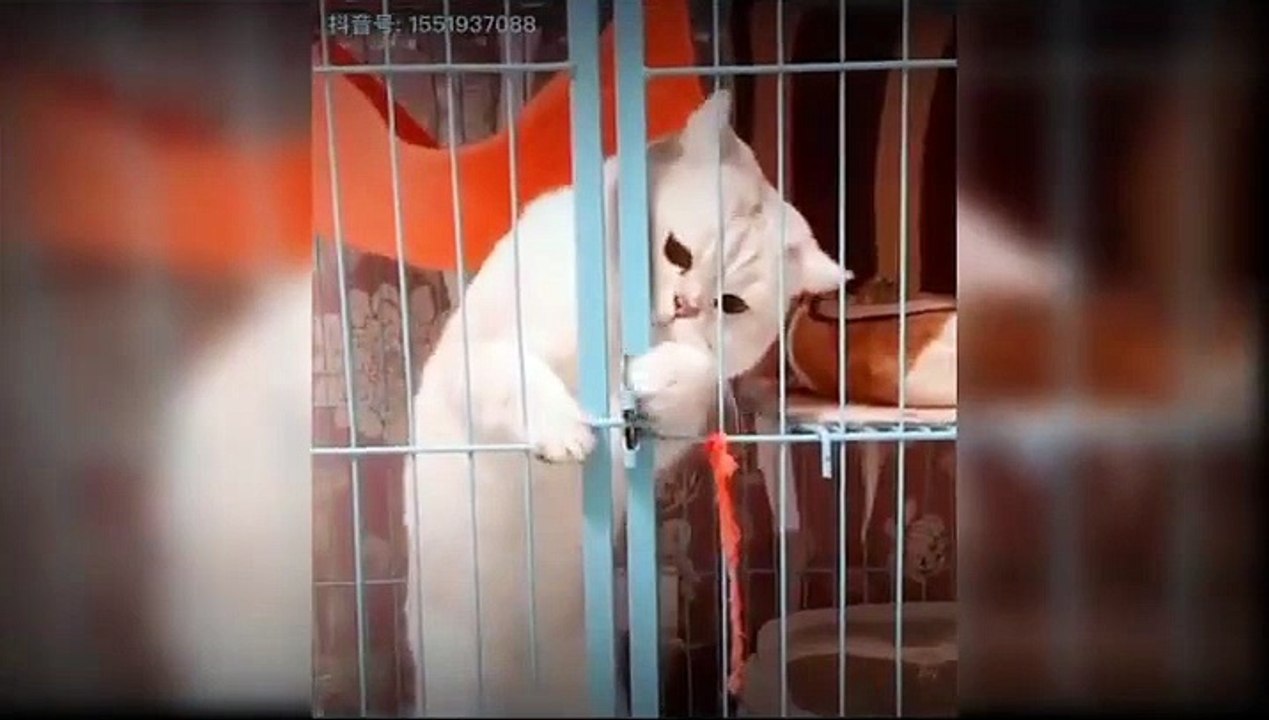 Cute cats