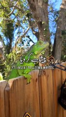 Allah Se Sawal Chipkali Ko Kiun Paida Kiya Gaya