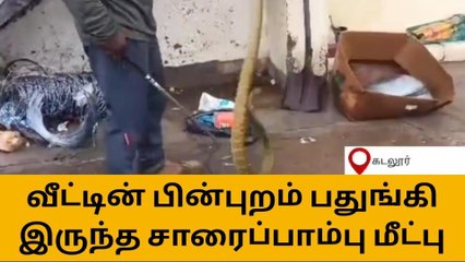 உஷ்!.. உஷ்!.. பதுங்கியிருந்த 6 அடி நீள சாரை பாம்பு!