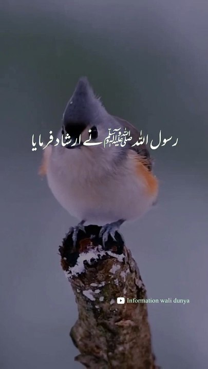 Puri Aqal Wala _ Hadees Status _ Islamic Status