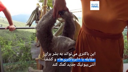امید به کشف آنتی‌بیوتیک جدید؛ موی بدن تنبل‌ها ممکن است به درمان انسان کمک کند