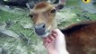Deer Loves tickling so much