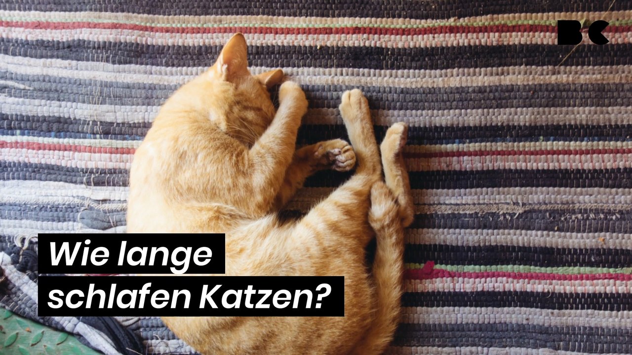 Wie lange schlafen Katzen?