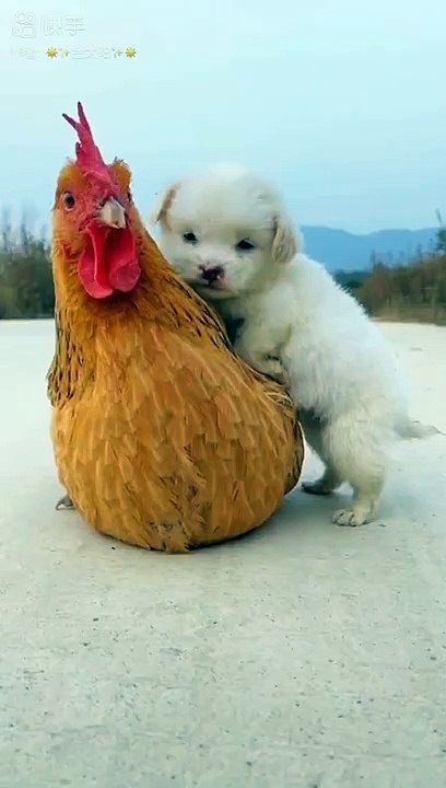 Funny dogs | funny animals 2023