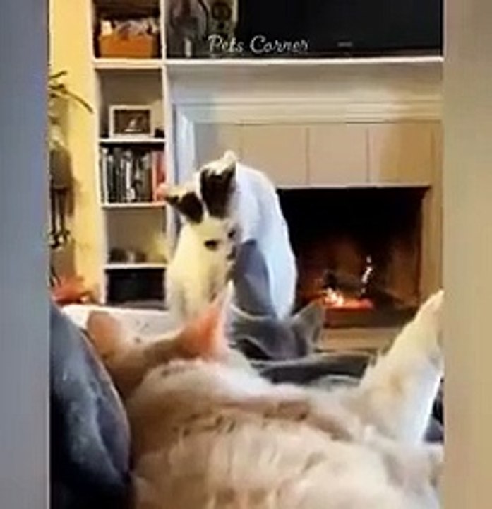 Funny cats and Dogs videos