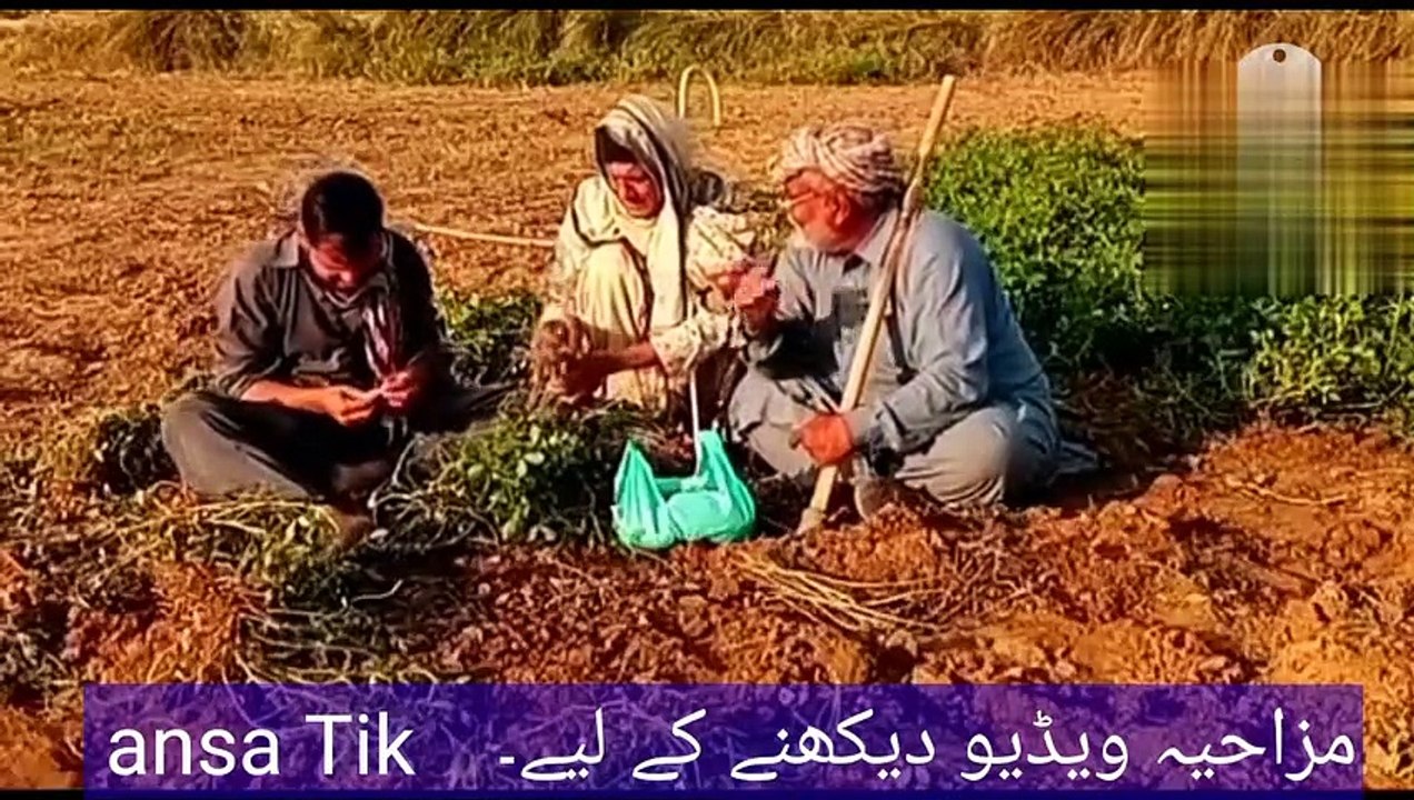April_26,_2023baba_sheroo_te.mhy_bkhto_muzaya_funi_video_(ansa_Tik)(720p)