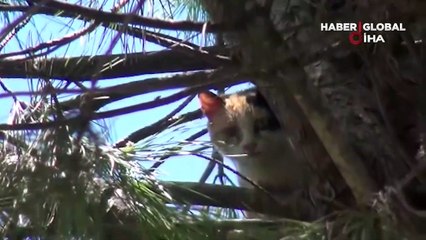 Hızla koşarak uzaklaştı... İtfaiye müdürlüğü bahçesindeki ağaçta kedi kurtarma operasyonu