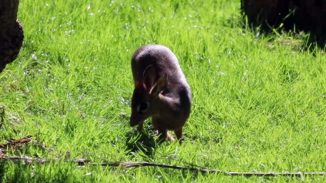 Edinburgh Zoo welcomes adorable Kirk's dik-dik calf