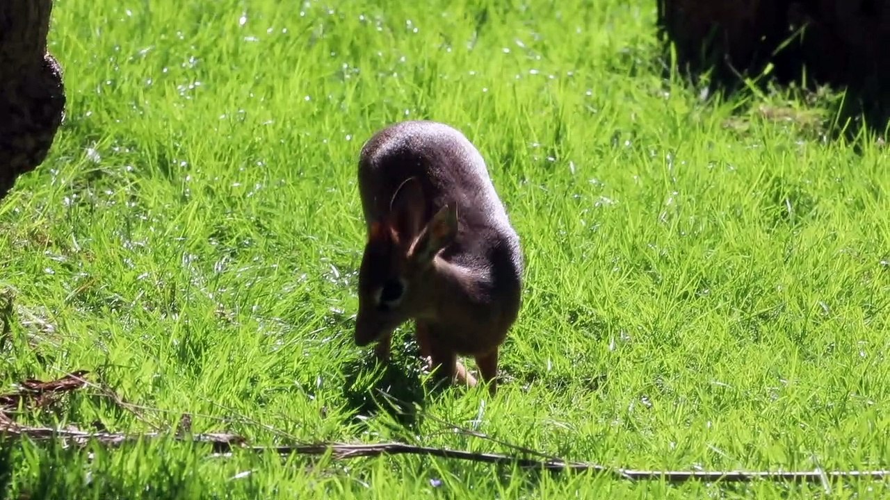 Edinburgh Zoo welcomes adorable Kirk's dik-dik...