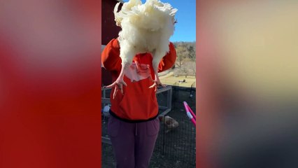 Rescue chicken that suffered a broken leg is now walking properly - after being fitted with a cast