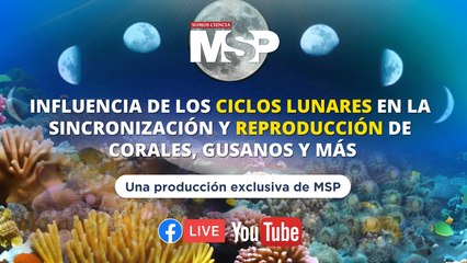 Influencia de ciclos lunares en la sincronización de la reproducción en corales, gusanos y más