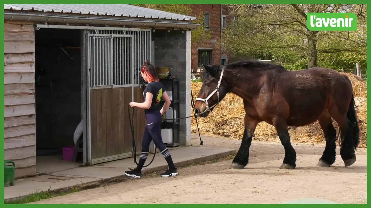 Le refuge pour chevaux Équi Rêve en péril