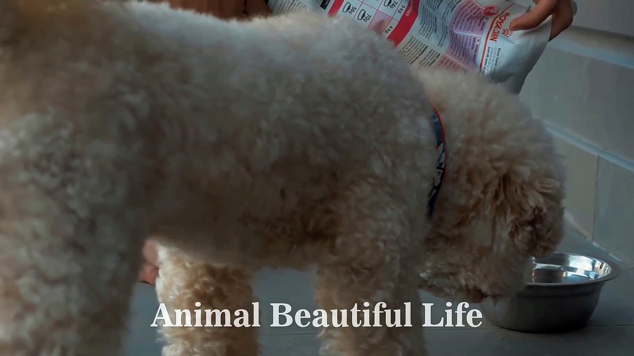 Animal and Cat Videos