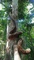 Ce python a une technique incroyable pour grimper aux arbres