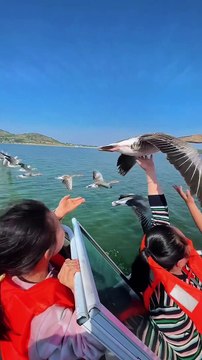 Une oie vient se poser sur sa main en plein vol... magnifique