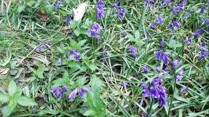 Bluebells on National Trust land at Slindon in West Sussex May 1 2023