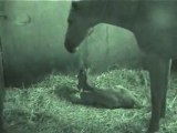 Naissance poulain