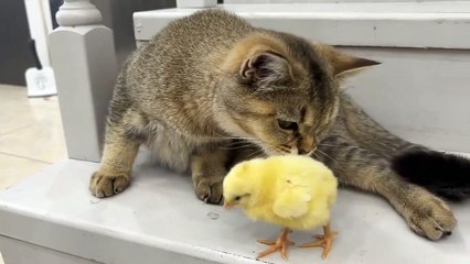 Ready to laugh  Funniest Animals Video - Best Cats  and Dogs Videos