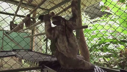 Preguiças na Costa Rica abrem caminho para antibióticos do futuro
