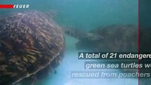 Police Rescues 21 Endangered Green Sea Turtles From Poachers