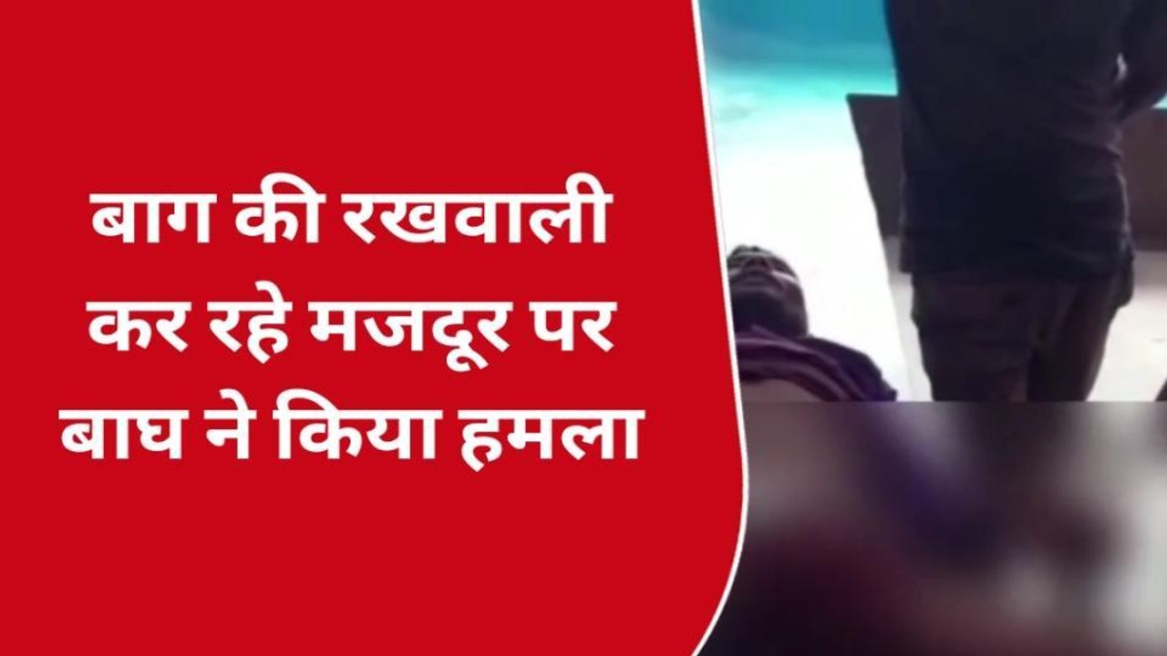 खीरी: बाग की रखवाली कर रहा था मजदूर, आदमखोर बाघ ने किया हमला, और फिर