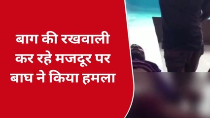 खीरी: बाग की रखवाली कर रहा था मजदूर, आदमखोर बाघ ने किया हमला, और फिर