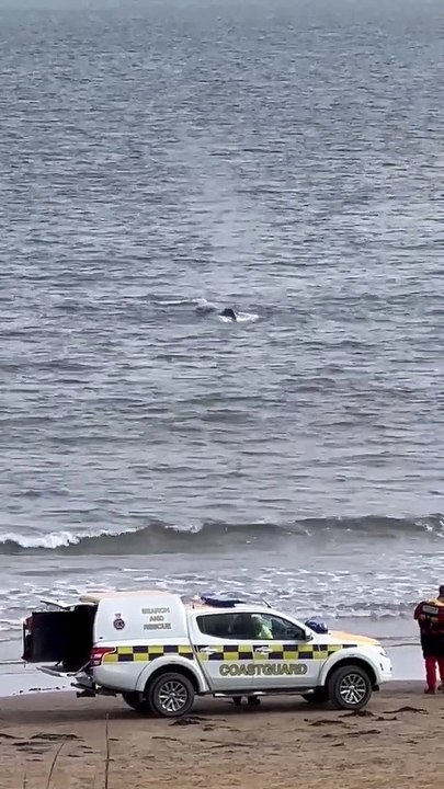 Finn Whale spotted in Bridlington Bay