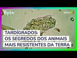 Tardígrados: os segredos dos animais mais resistentes da Terra