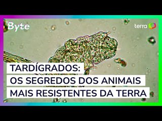 Tardígrados: os segredos dos animais mais resistentes da Terra