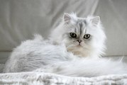 5 Cosas Que Los Dueños De Gatos Hacen Y Que Los Felinos Odian