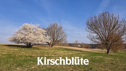 Natur pur: "Kirschblüte"