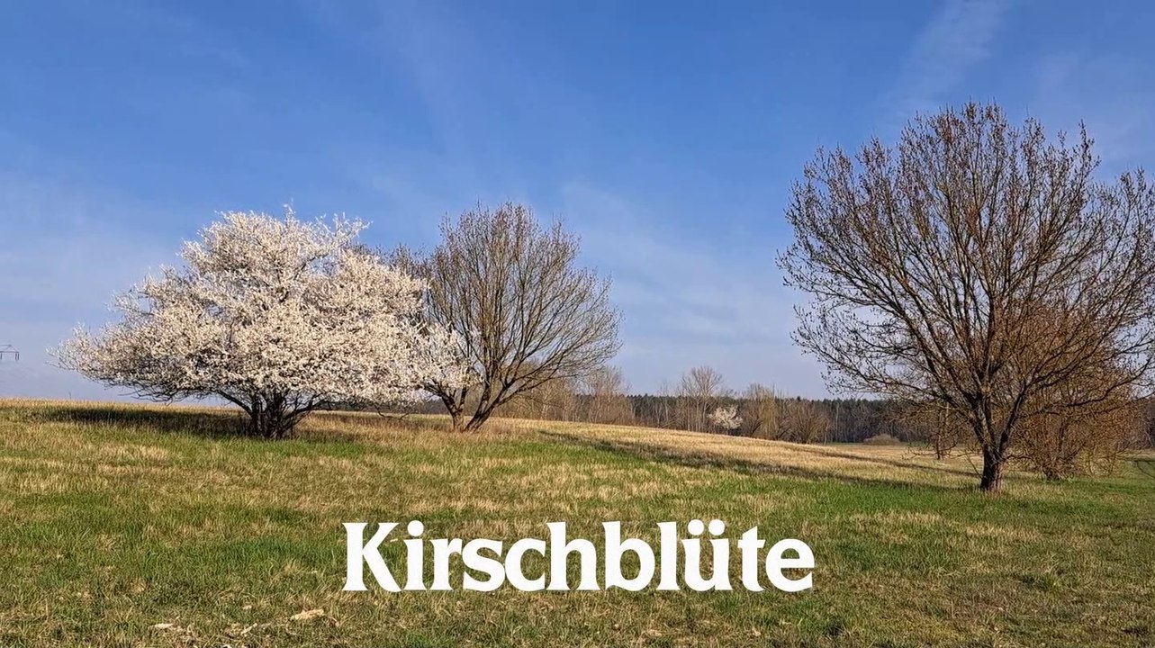 Natur pur: "kirschblüte"