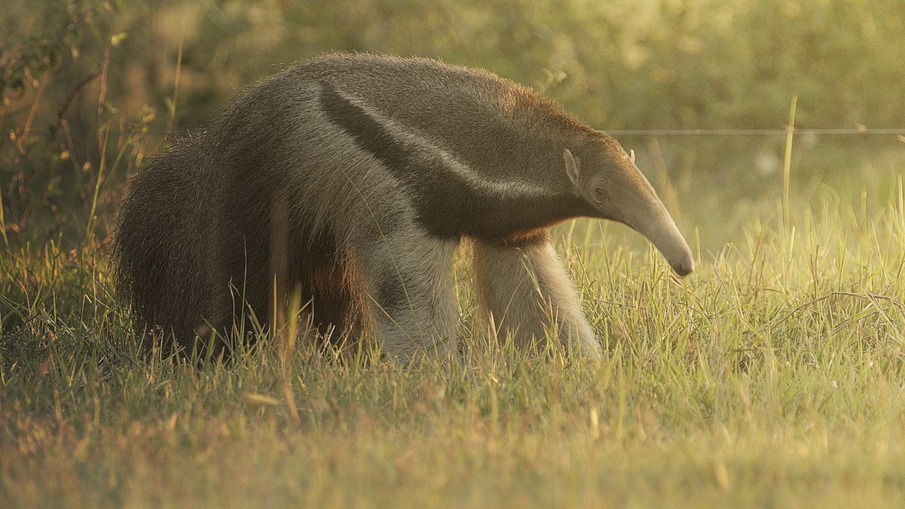 "He Is A Teenager!" Watch Keepers Try And Fail To Wake Sleepy 22-Year-Old Anteater