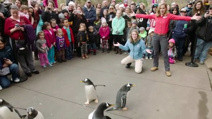 A Pittsburgh Penguin Party Is Something Everyone Has to Feast Their Eyes On!