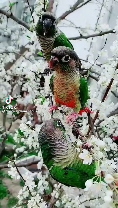 Beautiful parrots