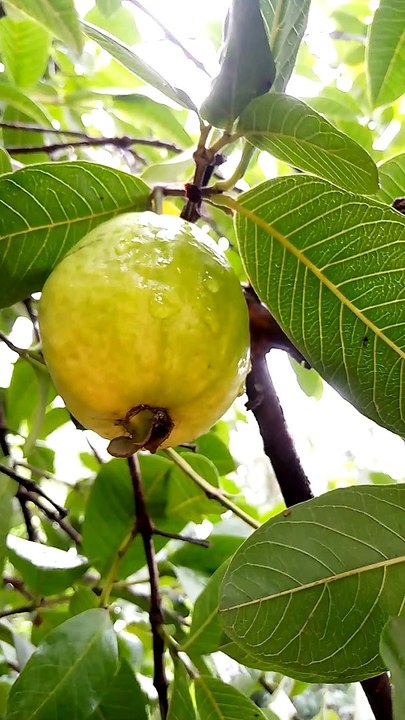 Fresh Psidium gujava