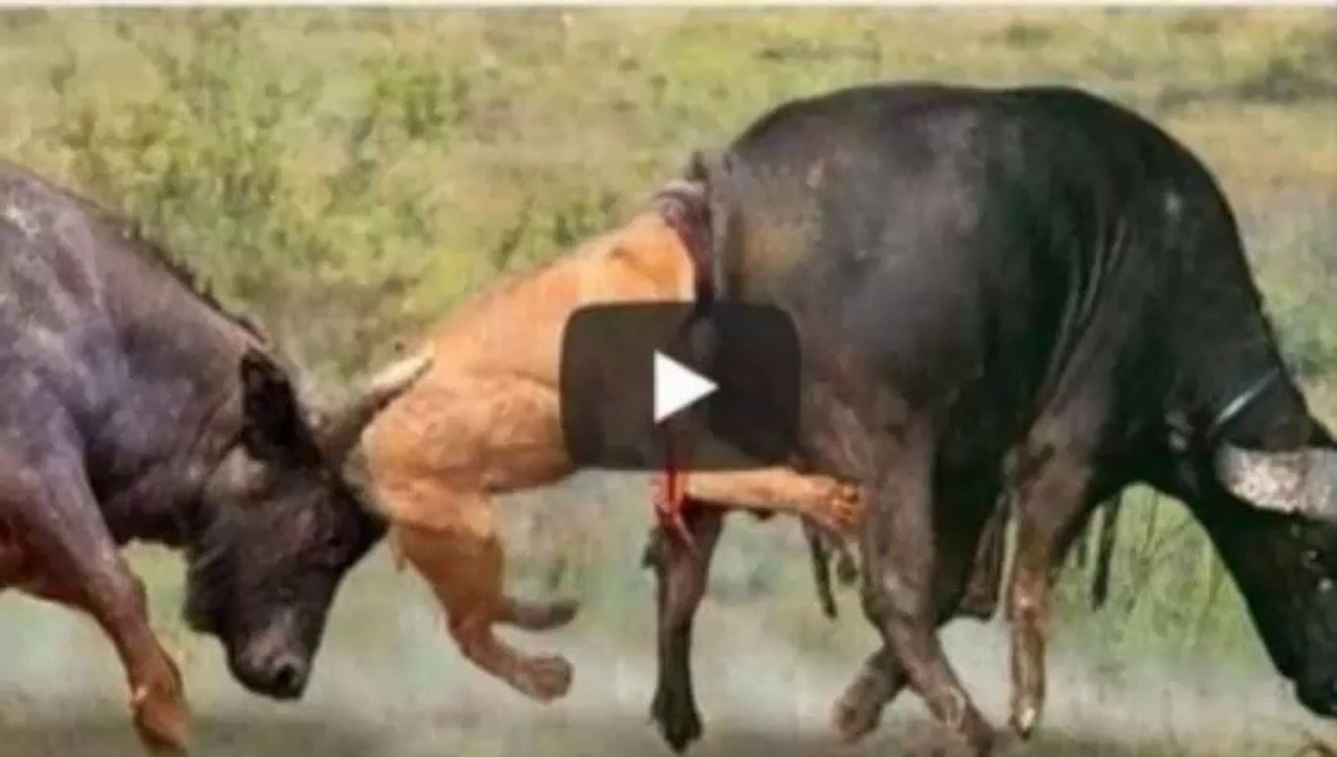 ⁣Así mata el búfalo al león, la naturaleza es increíble