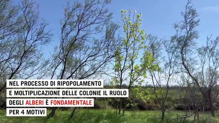 Nella laguna di Venezia cresce un bosco che moltiplica i pesci
