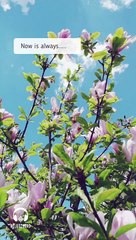 Relaxing Nature - Bird Sounds - Now is always the best time 