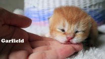 9 days. Four Cute multi-colored kittens _ British shorthair