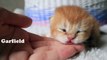 9 days. Four Cute multi-colored kittens _ British shorthair