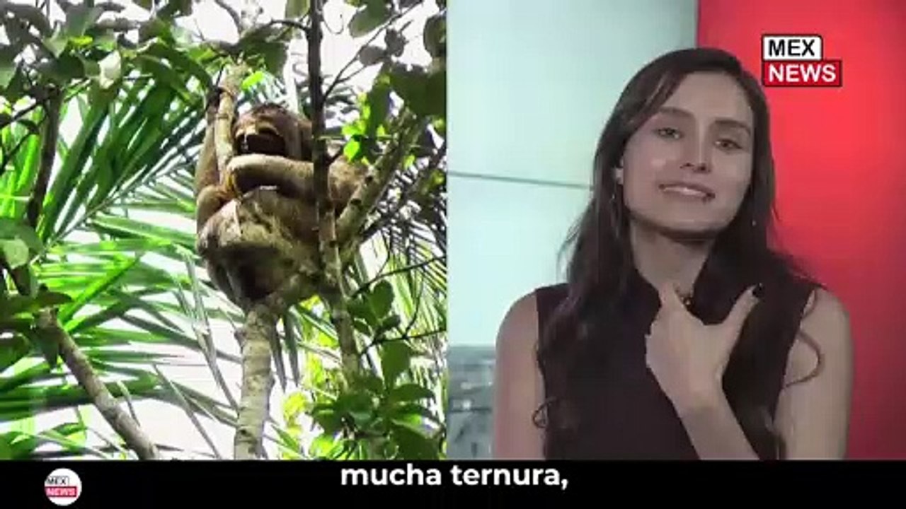 ¿Quién iba a imaginarse que los PEREZOSOS podrían salvar muchísimas vidas humanas en un futuro?