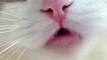 _shorts cat meme _ kitten (tik tok video]-- - funny cats meow baby cute compilation [cat-cash home)(360P)