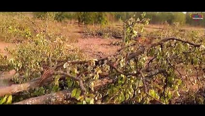 Kon Bachahi Hasdeo _ Save Hasdeo CG Song _ Bindas Bahurani _ Amlesh Nagesh _ ft Sanjay Verma