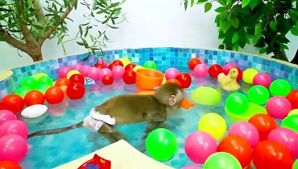 Baby Monkey KiKi with Red vs Blue Watermelon Life Hacks _ KUDO ANIMAL KIKI