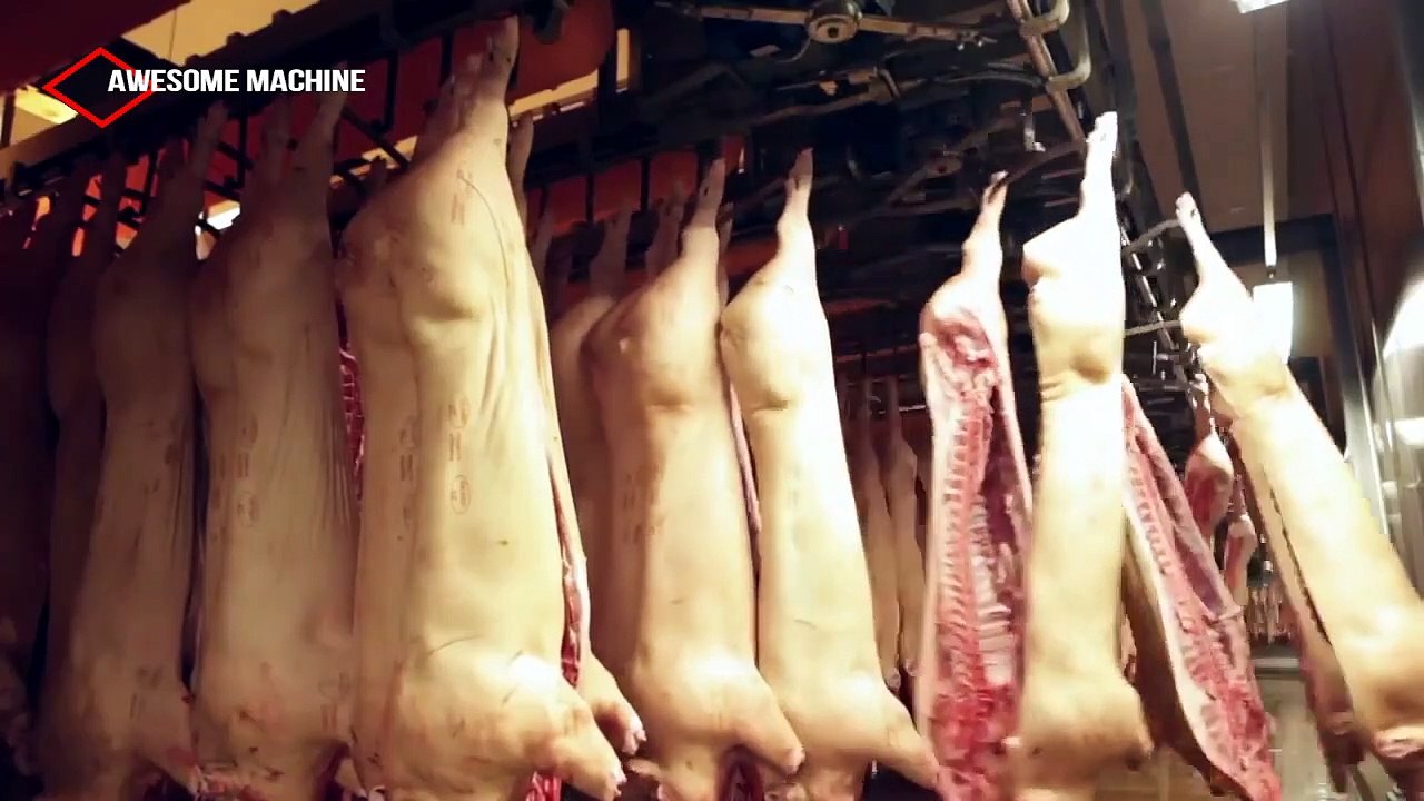 Amazing Modern High Tech Farming Pig Technologies. Best Methods Save for Farm Thousands Dollar