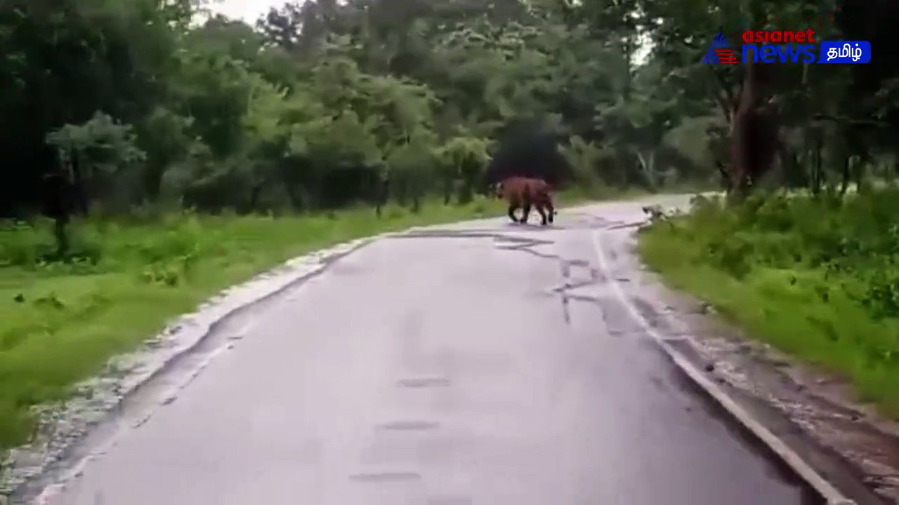 Watch : உதகை - மைசூர் சாலையில் ஜாலியாக உலா வந்த புலி! பீதியடைந்த சுற்றுலா பயணிகள்!