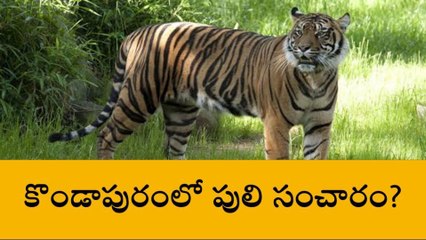 నెల్లూరు జిల్లా: జిల్లాలో పులి సంచారం... వణికిపోతున్న ప్రజలు